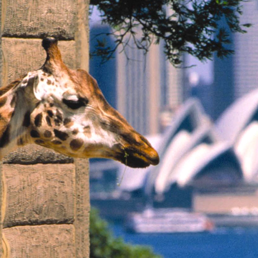 Australia Family Vacation Packages: Beaches and Wildlife