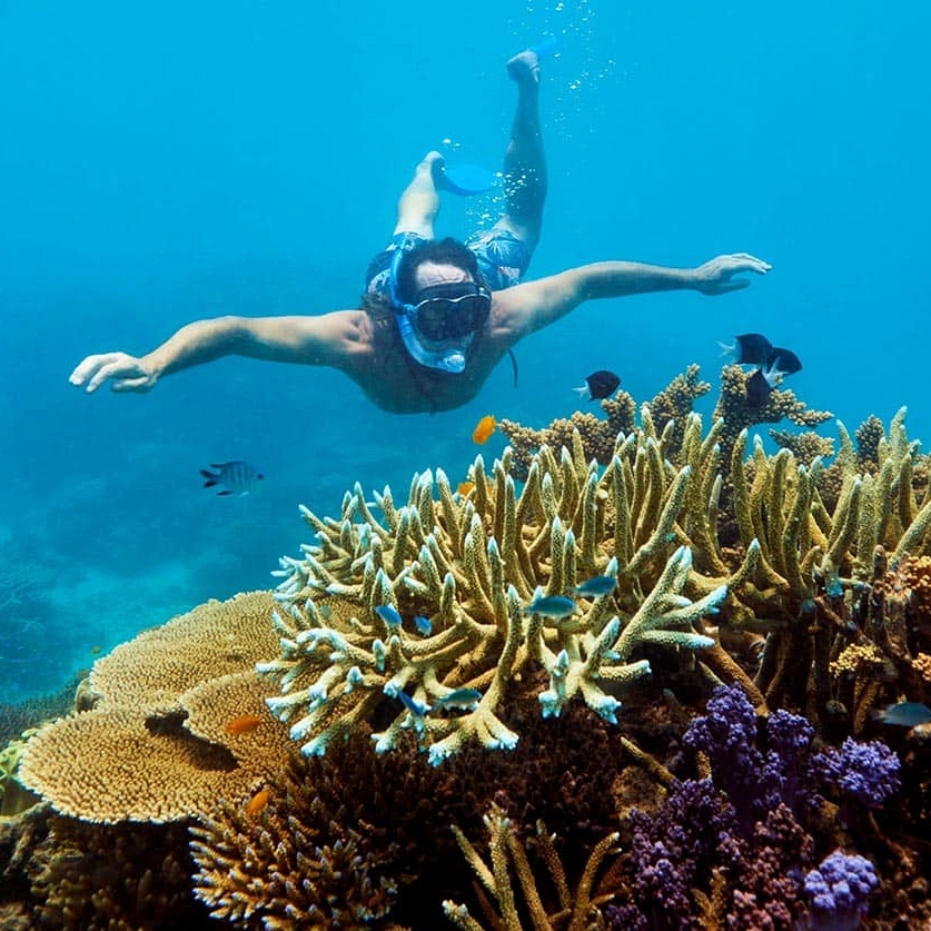 Man snorkeling next to colorful corals in the Great Barrier Reef