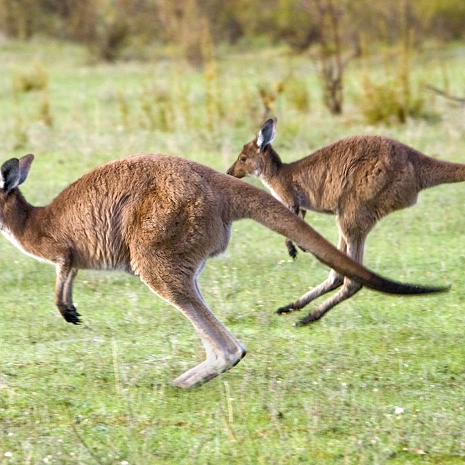 Kangaroos in Barossa Valley - Australian Wildlife, Wine, and Outback Adventure
