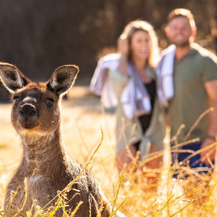 Couple observing a kangaroo in the wild - Sea Dragon Lodge