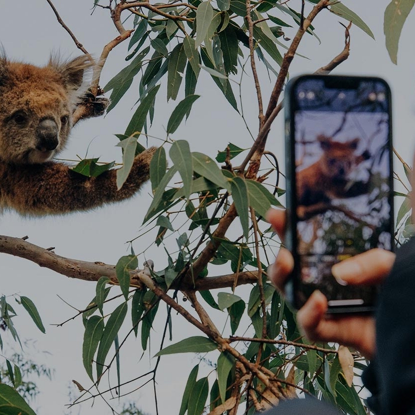 Koala