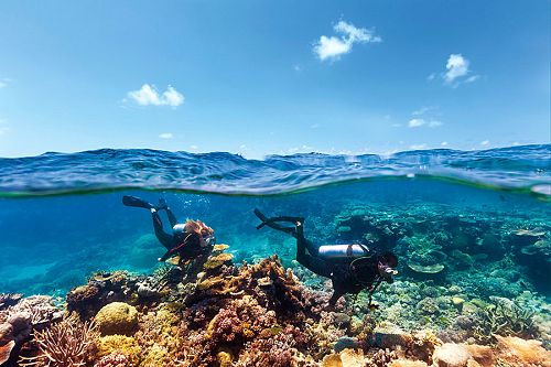 Scuba diving in Agincourt Reef