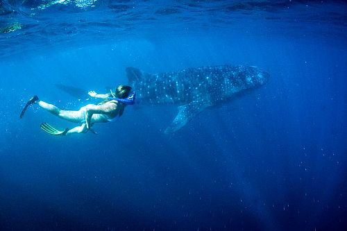 Australia Honeymoon Vacations - Swim with whale sharks in Ningaloo Reef!