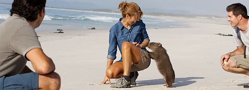 Wombat on the Beach at Bay of Fires, Tasmania