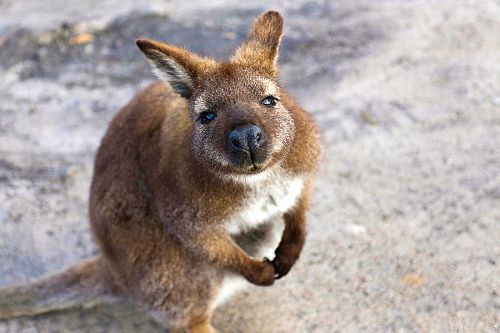 Australia Cook Islands Getaway - Australian Wildlife Tasmania Wallaby