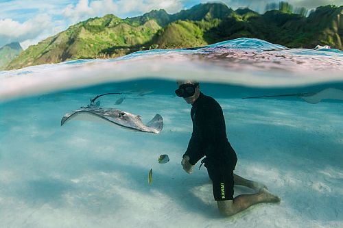 Snorkeling with Magnificent Rays in the Islands of Tahiti