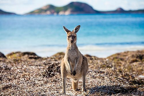 Kangaroo on the Beach, Lucky Bay