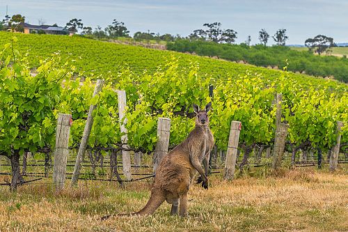 McLaren Vale Wine Tasting in Australia