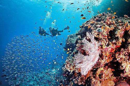 Great Barrier Reef Dive Australia