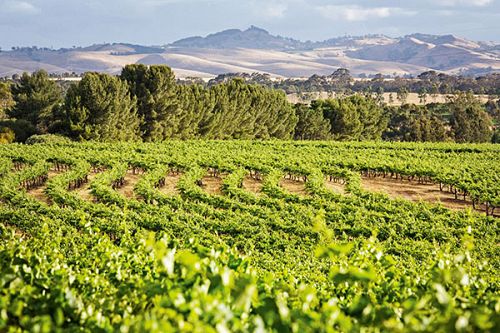 Wine Tasting in Barossa Valley, South Australia - Vineyard Views from The Louise
