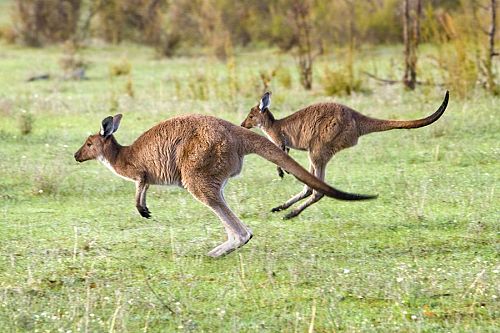 Kangaroos in Barossa Valley - Australian Wildlife, Wine, and Outback Adventure