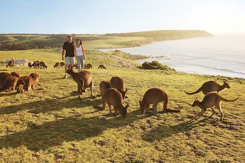 Wildlife Adventure Australia - Kangaroo Island Vacations