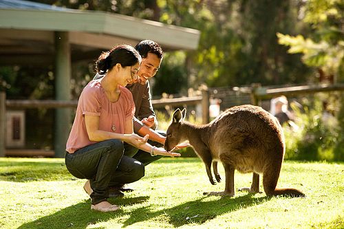 Feeding Kangaroos at Healesville Sanctuary - Best Australia Wildlife Vacations