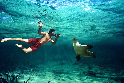 Swimming With Sea Lions - Best Travel Agency - Australia, New Zealand, Fiji, Tahiti, Cook Islands