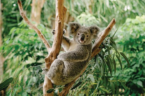 Australia Fires: 3 Ways You Can Help