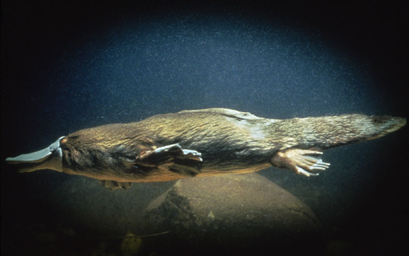 Platypus swimming in the water