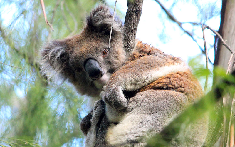 Top 10 Wildlife Tours in Australia - Handcrafted Trips Down Under