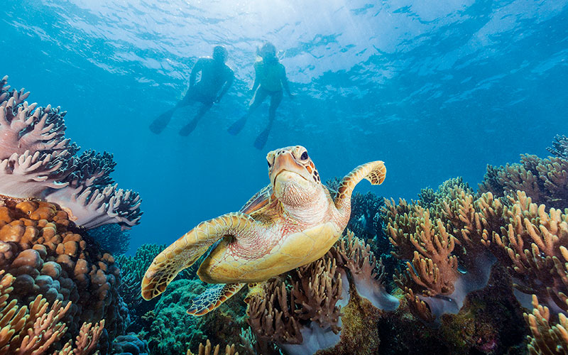 Sea turtle in the Great Barrier Reef - Australian wildlife tours