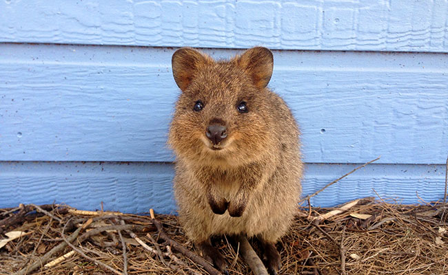 Quokka on Rottnest Island