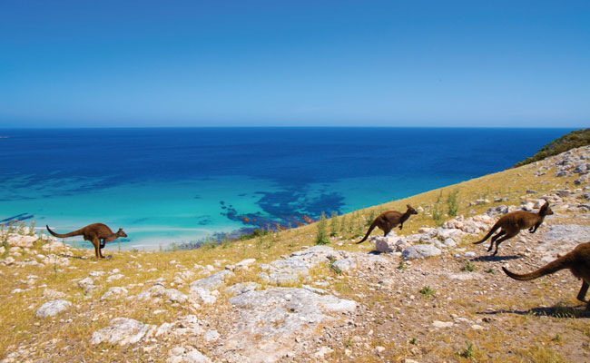 Kangaroos hopping on Kangaroo Island - Tourism Southern Australia - Australia Island Travel