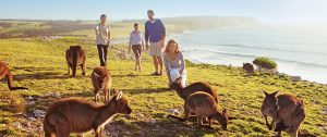 Wildlife on Kangaroo Island - Book Your Australia Vacation - Australia Travel Agency