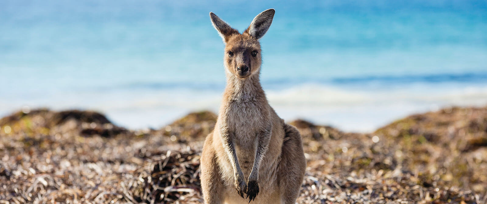 Kangaroo on the Beach at Lucky Bay - Book Your Australia Vacation - Australia Travel Agency