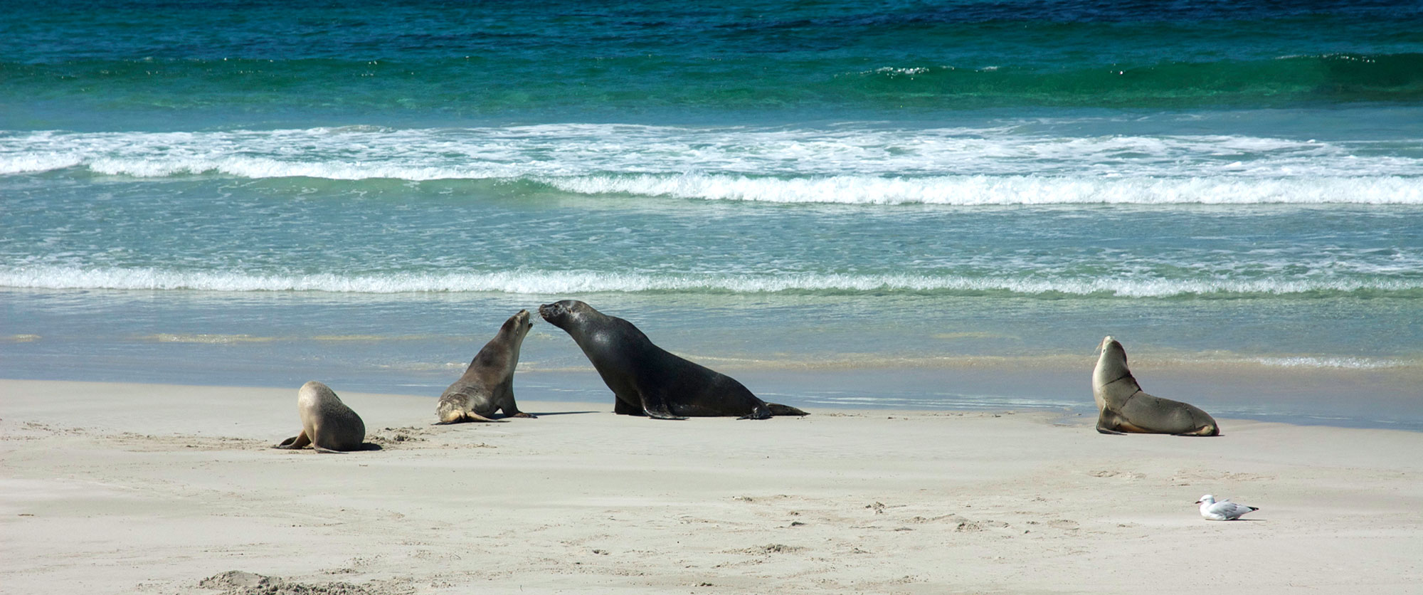 Family Holidays South Australia Package - Exceptional Kangaroo Island