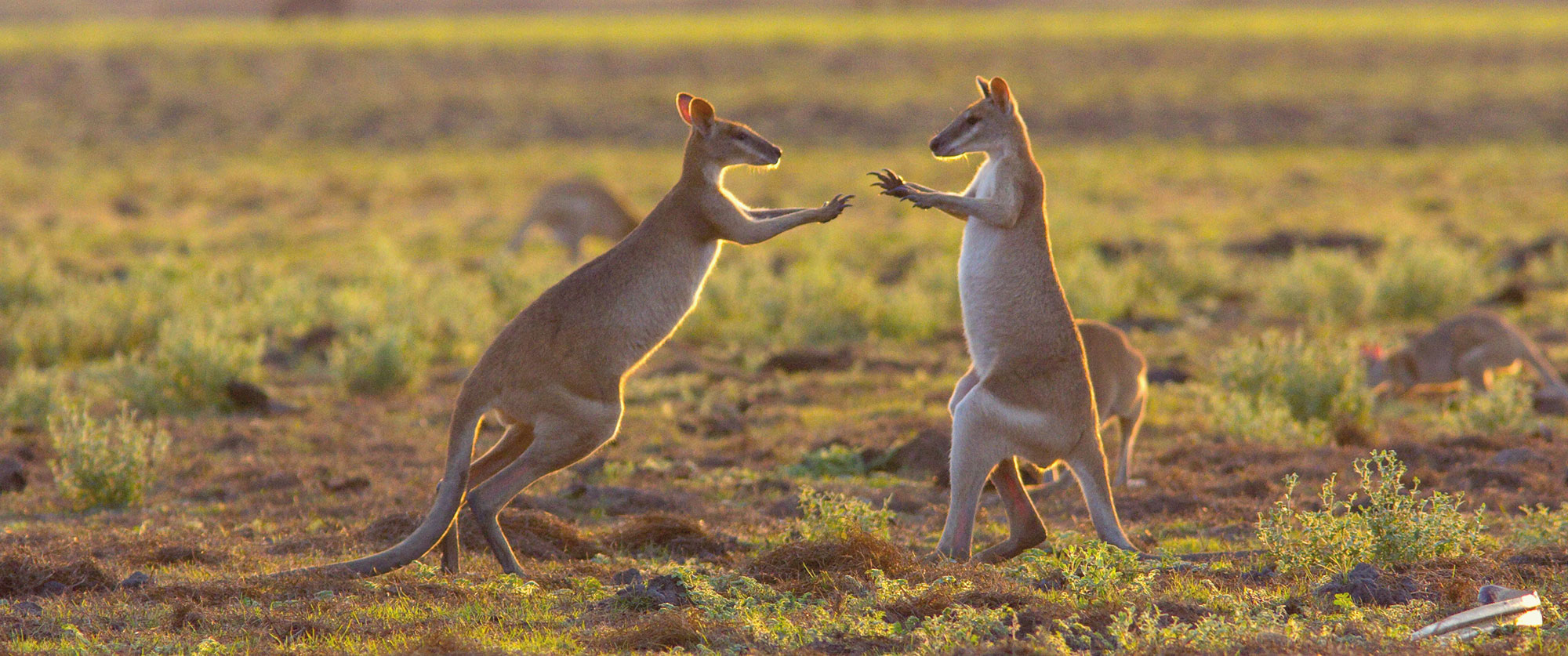 Escorted Australia Vacation Packages: Outback Culture Tour - Wallabies in the Mary River Wetlands, Top End