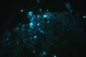 Glowworm cave in New Zealand