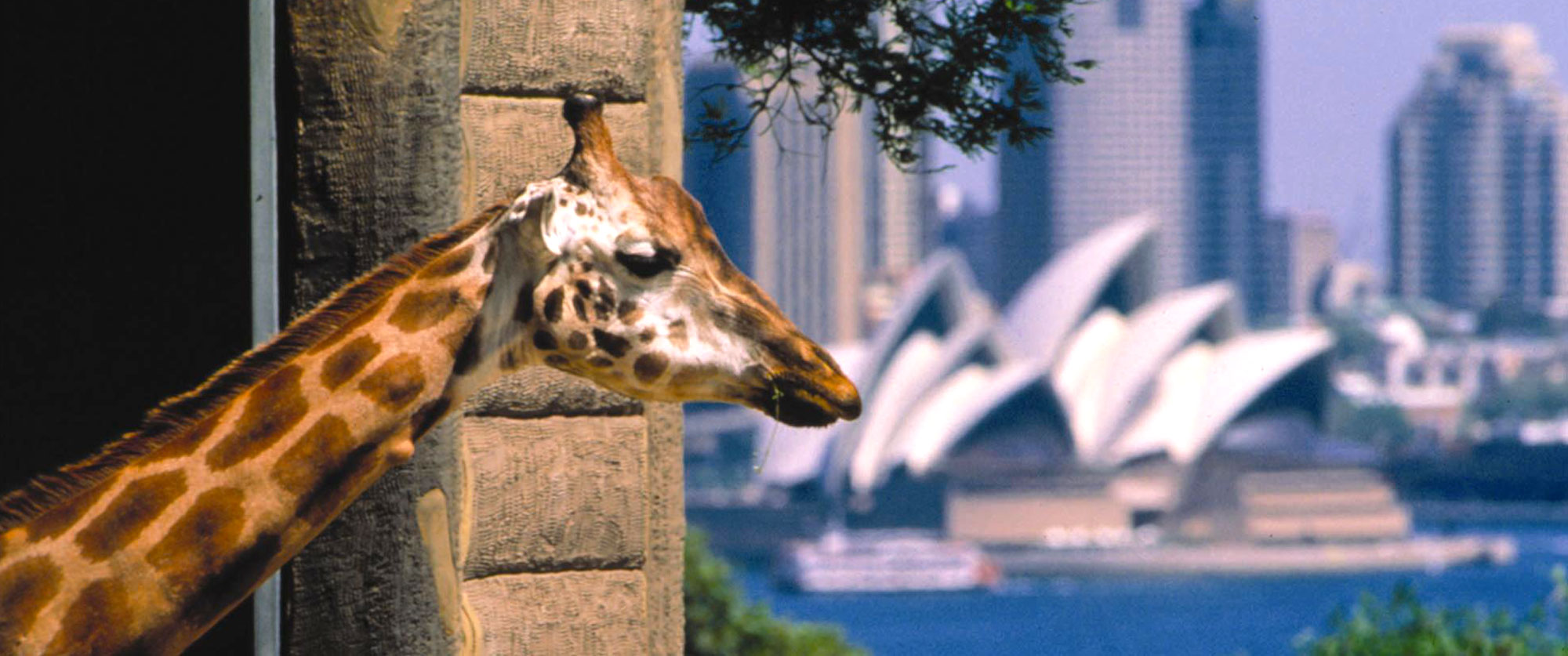 Australia Family Vacation Packages: Beaches and Wildlife