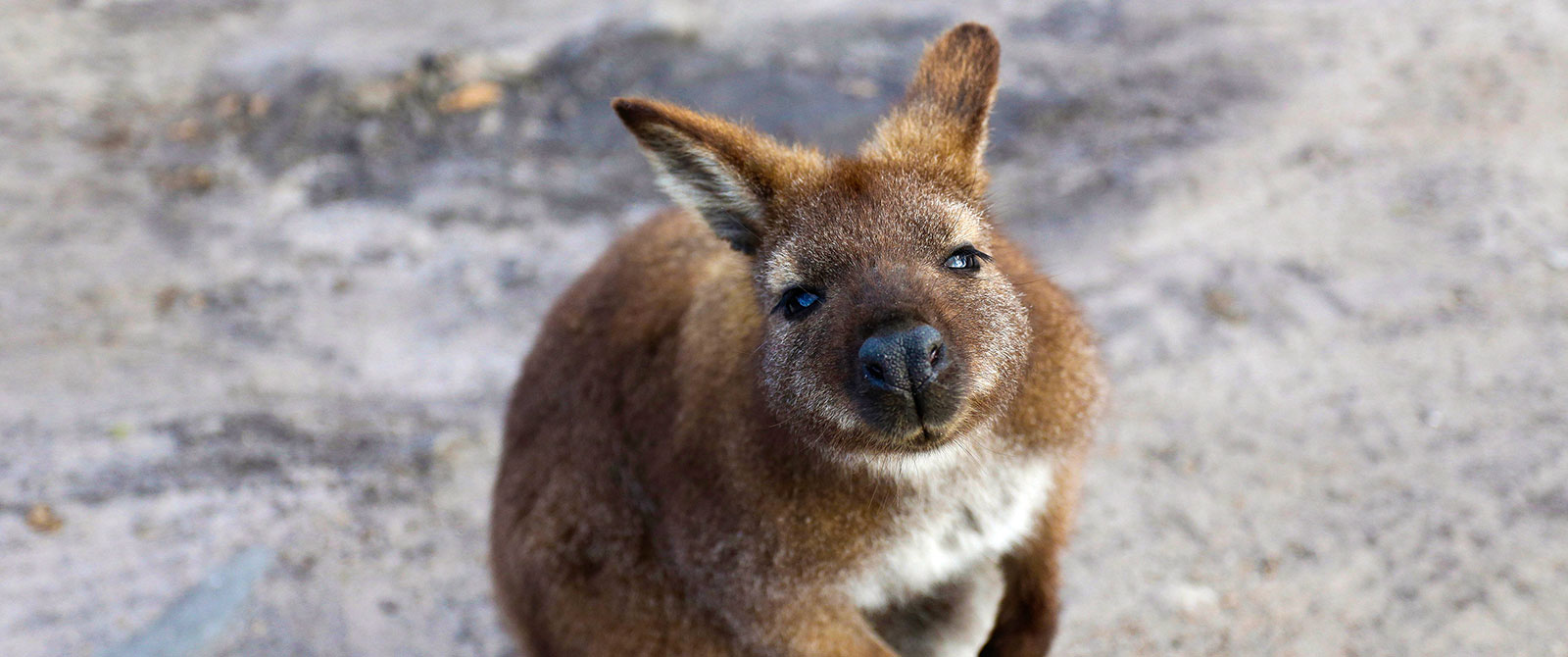 Wallaby on the Beach in Tasmania