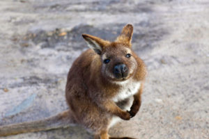 Wallaby on the Beach in Tasmania