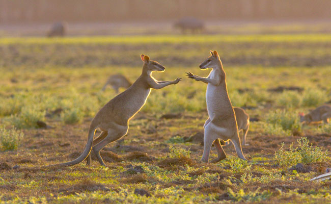 Wallabies play in Kakadu - Bamurru Plains - Best Places to Visit in Australia