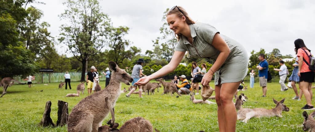 Caretaker feeding a kangaroo in an open field