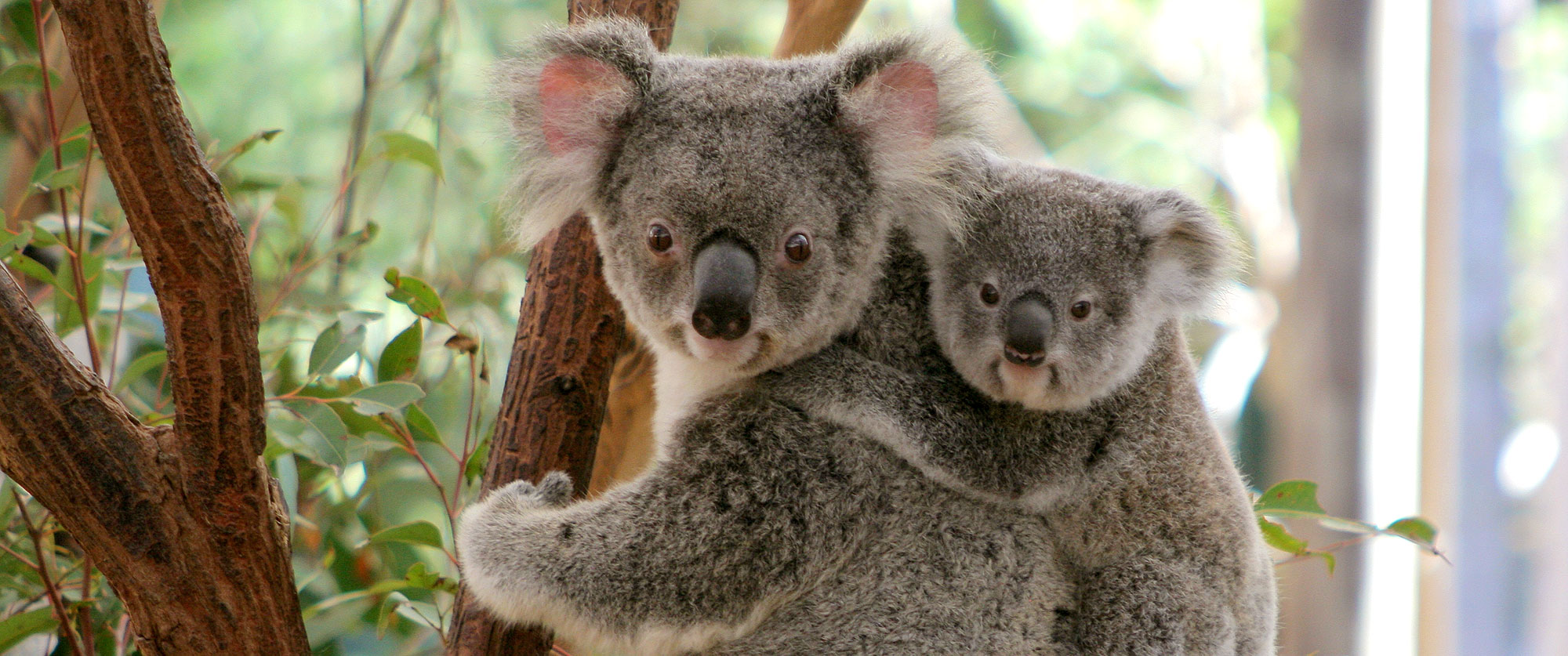 do koalas travel in groups