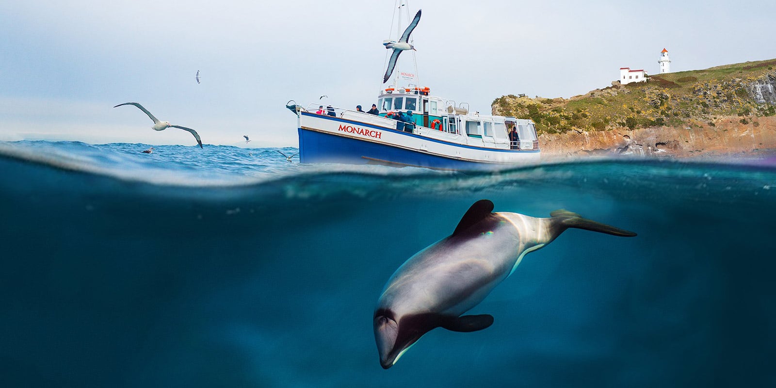 Half-underwater view of the Monarch cruise boat with a dolphin in the water and albatross flying overhead