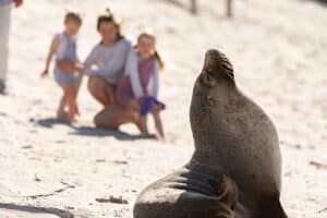 Family observing a seal in the wild on Kangaroo Island