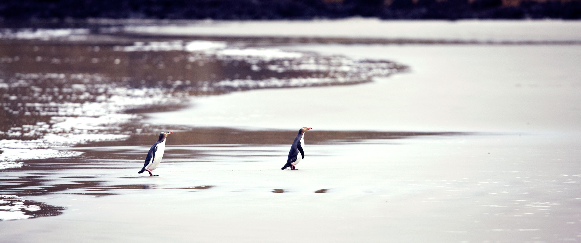Yellow-Eyed Penguins on the Beach