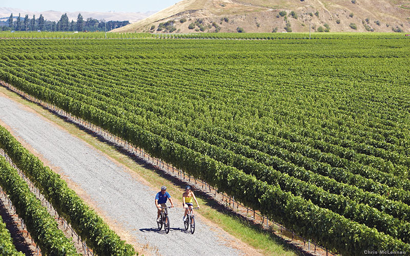 Cycling Through the Vines in Hawke's Bay, New Zealand