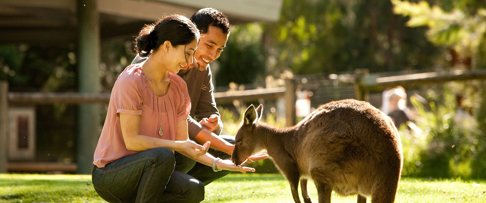 Feeding Kangaroo - Australia New Zealand Vacation Packages