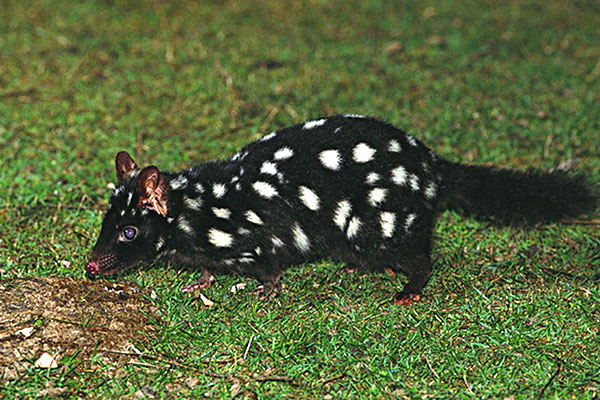 Aussie Critters and Creatures - Australian Wildlife