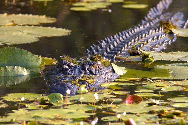 Aussie Critters and Creatures - Australian Wildlife