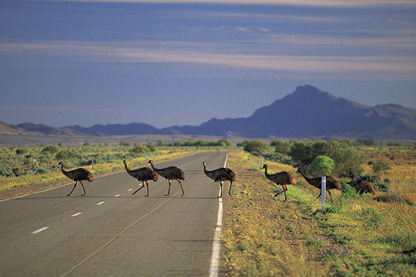 Aussie Critters and Creatures - Australian Wildlife