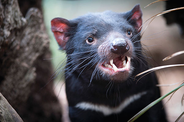 Aussie Critters and Creatures - Australian Wildlife