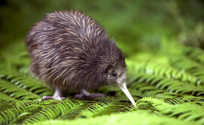 New Zealand Wildlife & Where to See It - Down Under Endeavours