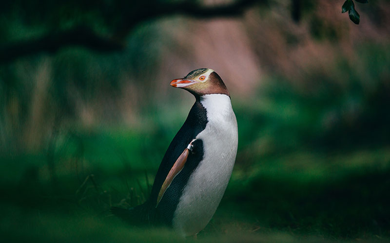 Yellow-eyed penguin in Dunedin, New Zealand