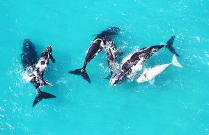 Best Travel Destinations - South Africa Hermanus