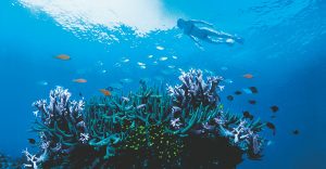 Australia Great Barrier Reef Vacation - diving at Lizard Island