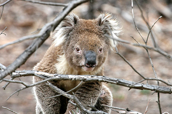 Koala Questions - Australia Walkabout Park