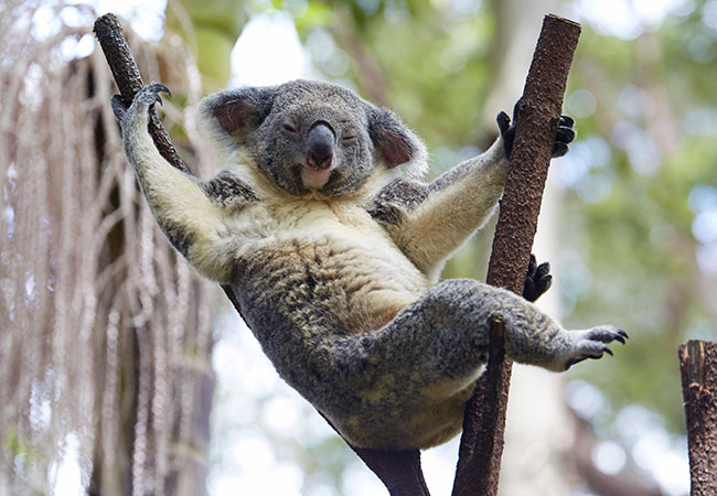 5 About Koalas - Under Endeavours